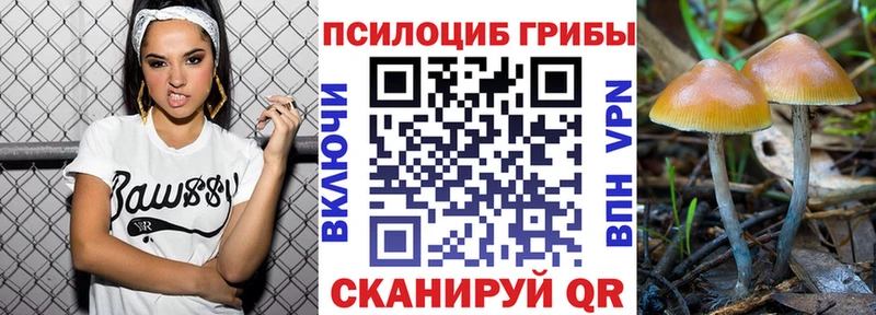 Псилоцибиновые грибы Psilocybe Заволжск